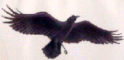 raven